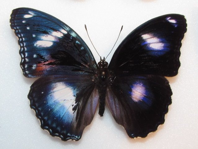 Hypolimnas bolina gynandro from Australi